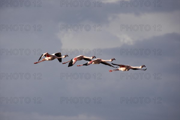 Lesser Flamingo