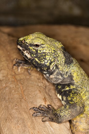 Spiny-tailed Lizard