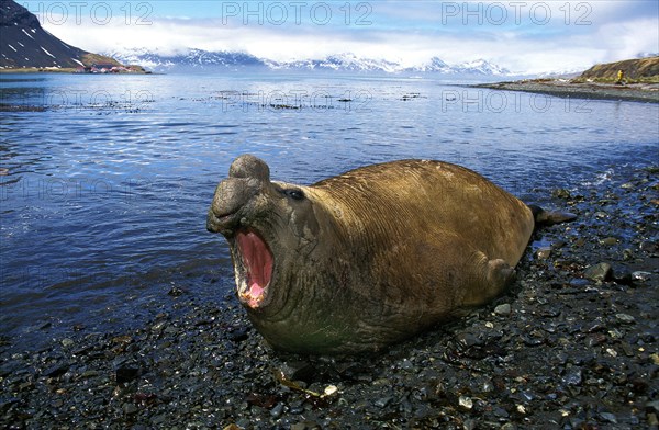 Southern Elephant Seal