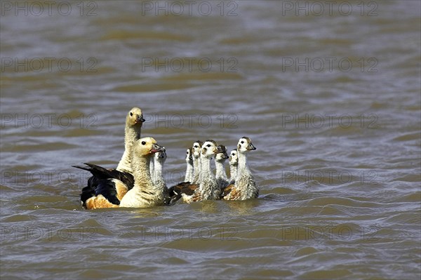 Orinoco goose