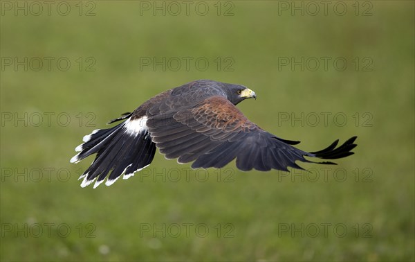 Harris's hawk