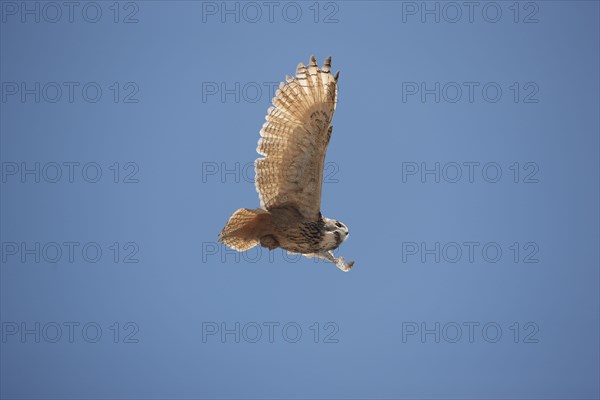 Cape Eagle Owl