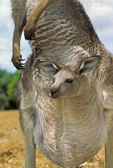 Eastern grey kangaroo