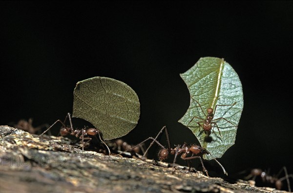 Leaf-Cutter Ant