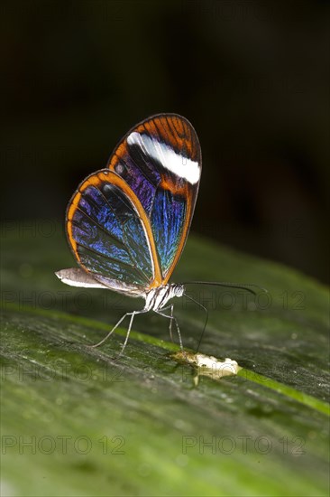 Glass-winged butterfly