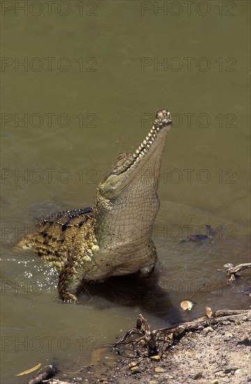 Australian freshwater crocodile