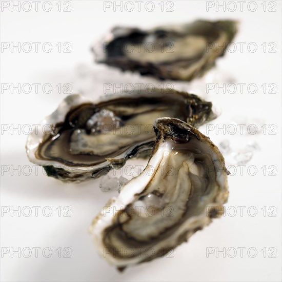 FRESH OYSTERS ostrea edulis against a white background