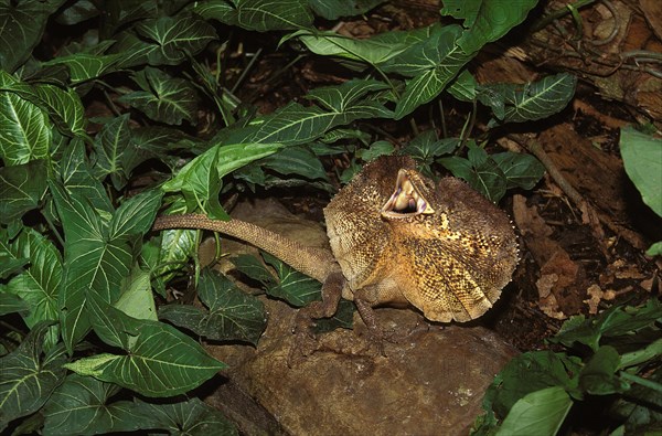 FRILL NECKED LIZARD