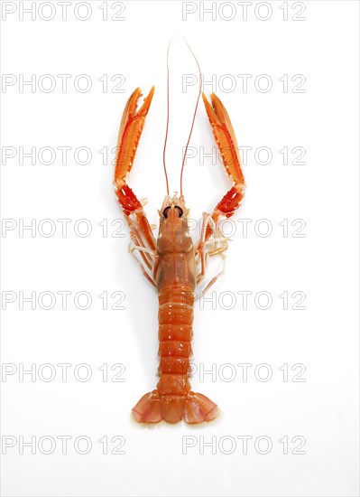 Dublin Bay Prawn