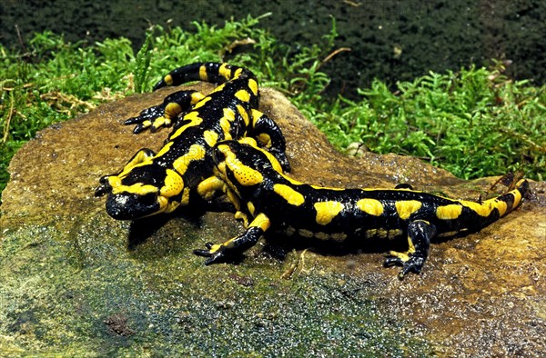 Fire Salamander