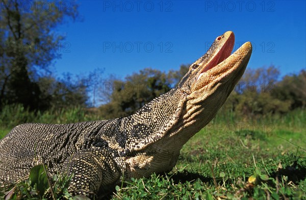 Water Monitor