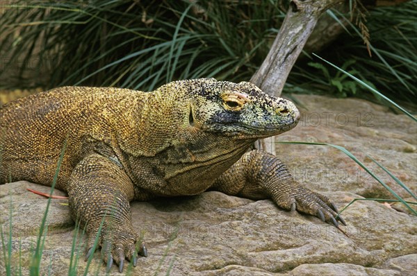 Komodo dragon