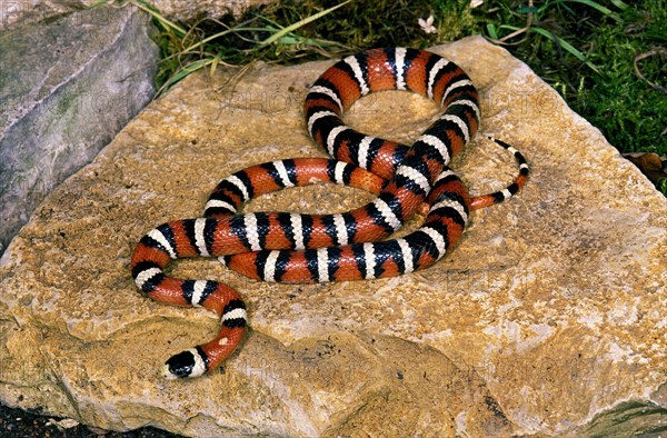 SONORAN Arizona mountain kingsnake