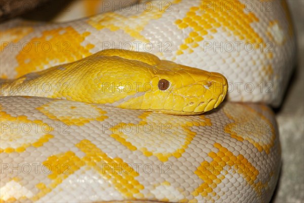 ALBINO RETICULATION PYTHON python reticulatus