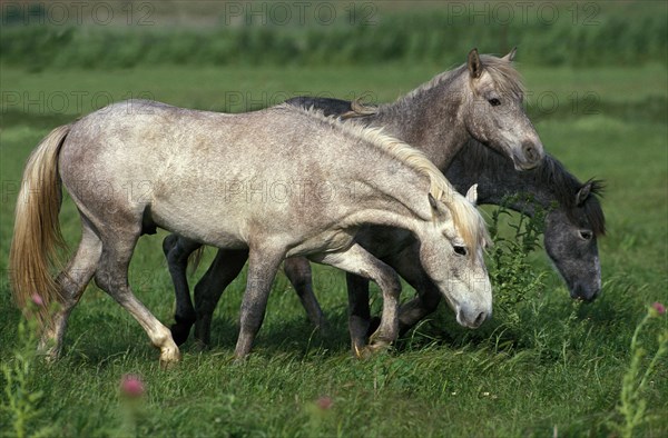 Lusitano horse