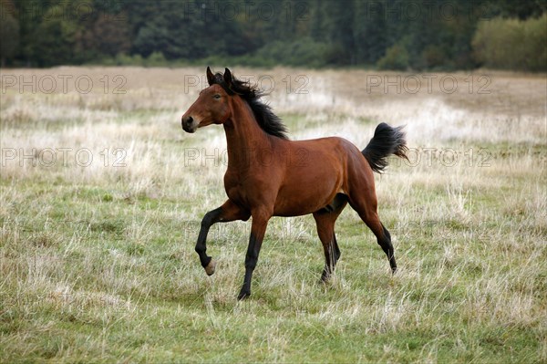 Lusitano stallion