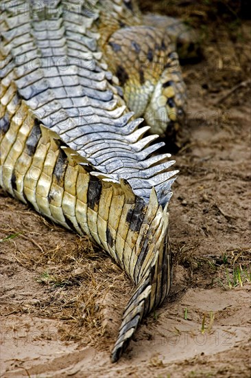 Orinoco Crocodile