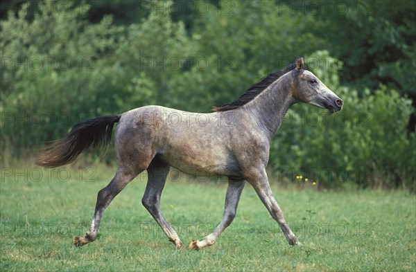 SHAGYA HORSE