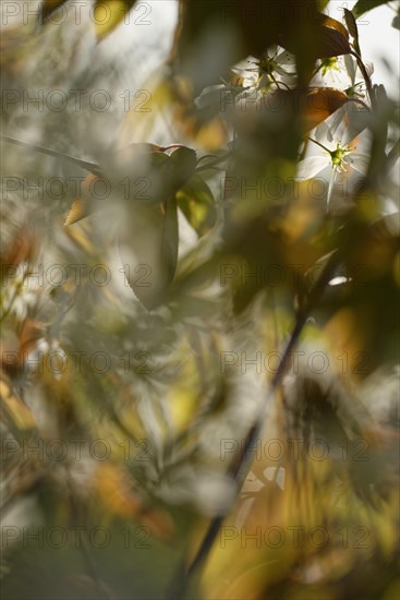 Snowy mespilus