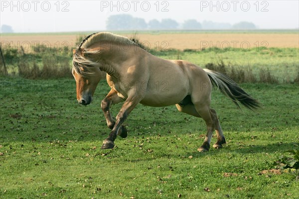 Norwegian fjord stallion