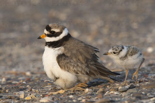 Ringed plover