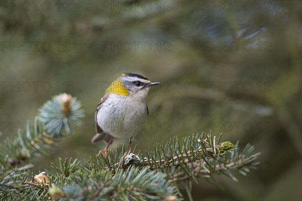 Common firecrest