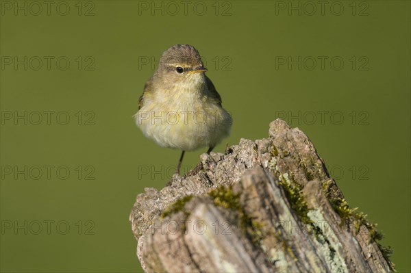 Common chiffchaff