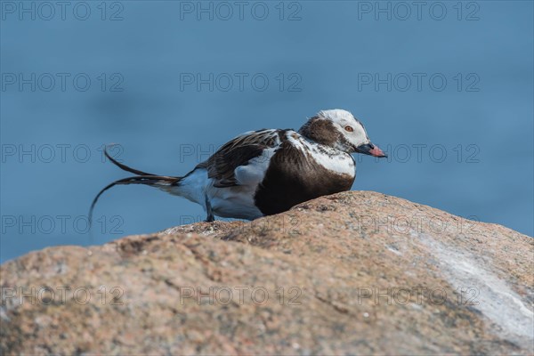 Long-tailed duck