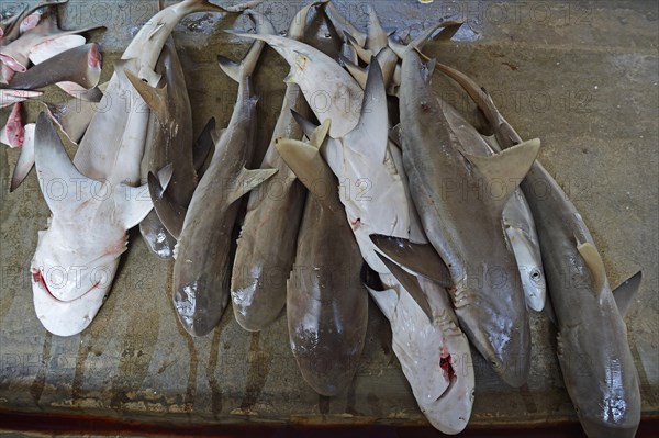 Freshly caught sharks for sale