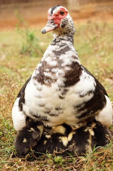 Duck with chicks