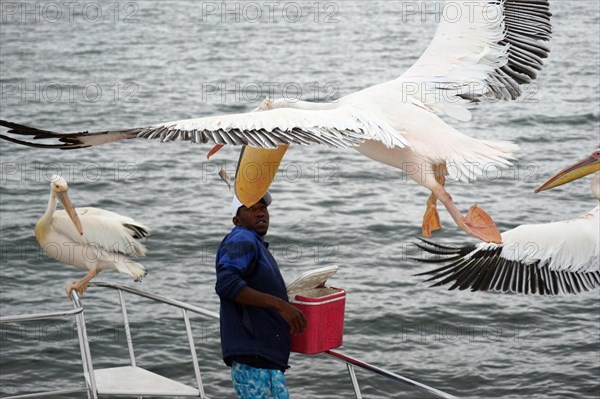 Great White Pelican