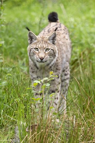 Lynx