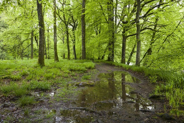 A path through a deciduous wood on the banks of the River Barle in spring in Exmoor National Park near Dulverton