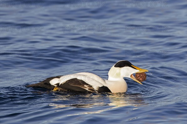 Male eider