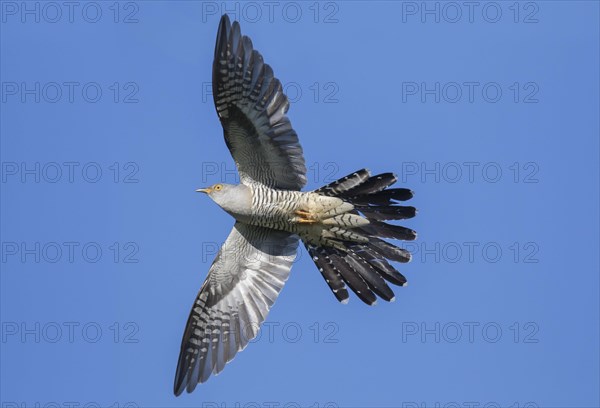 Common cuckoo