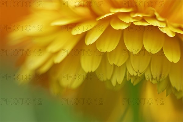 Pot Marigold