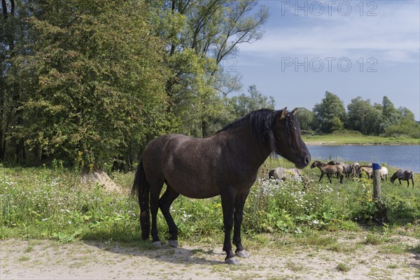 Konik horses