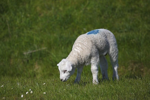 Lamb