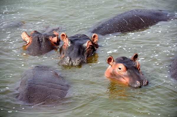 Hippopotamus