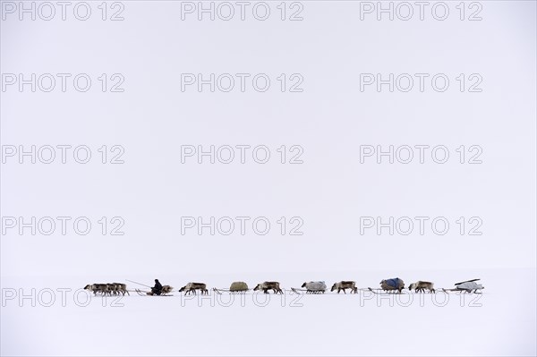 Nenets herdsman driving a train of reindeer