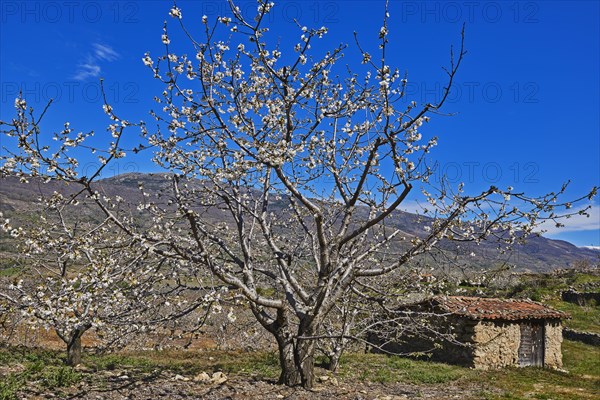 Cherry trees