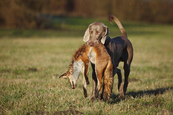 Weimaraner