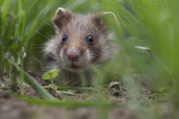 European Hamster