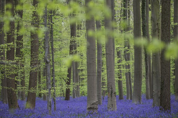 Bluebells