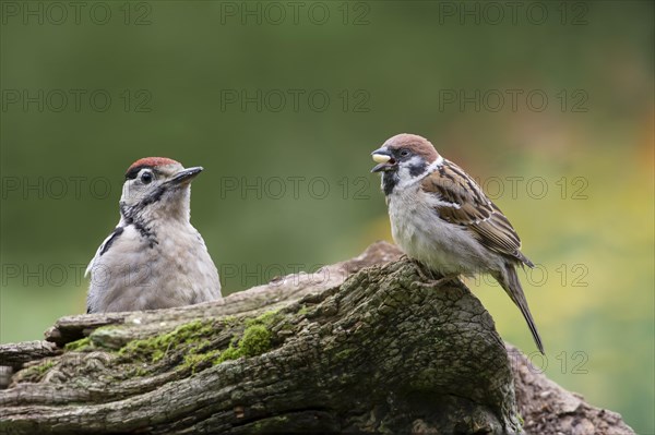 Young spotted woodpecker and