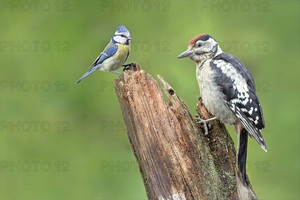 Young spotted woodpecker