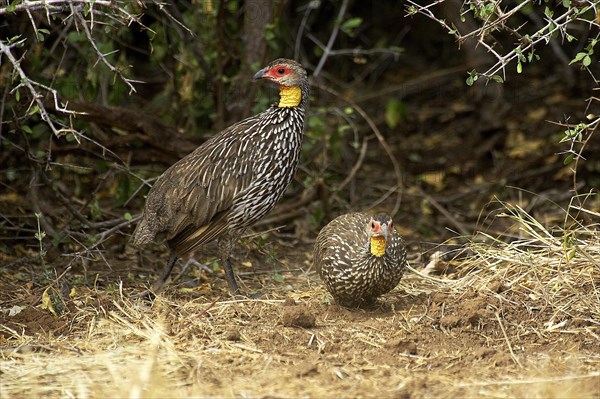 Yellow Necked Spurfowl