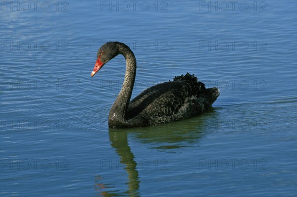 BLACK SWAN