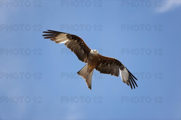 Red kite