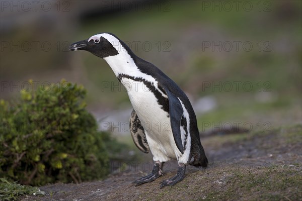 Gentoo penguin or African penguin